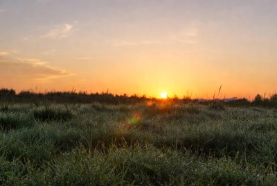 Sunrise over dewy grass field