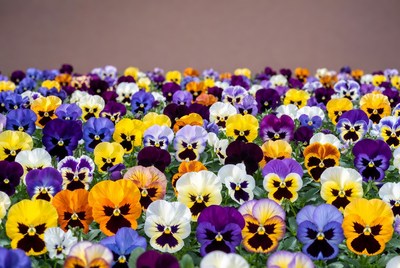 Colorful Pansy Flowers Close-Up