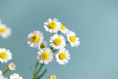 Bunch of white daisies on blue background