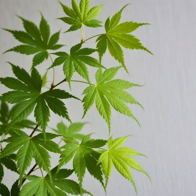 Green Japanese Maple Leaves