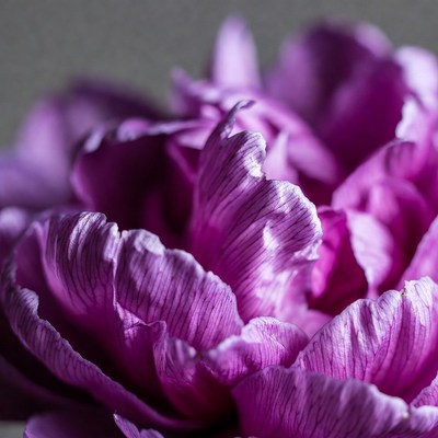 Closeup Purple Peony Flower
