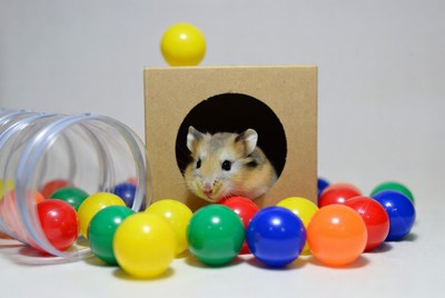 Hamster peeking from cardboard box