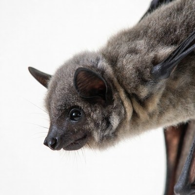 Gray bat hanging upside down