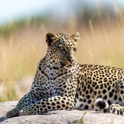 Leopard lounging on rock