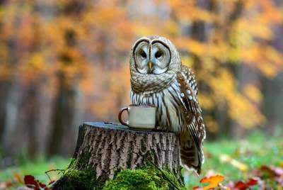 Barn Owl Holding Coffee Cup