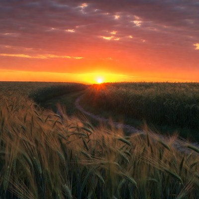 Sunset over wheat field path