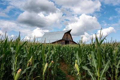 Red Barn in Cornfield