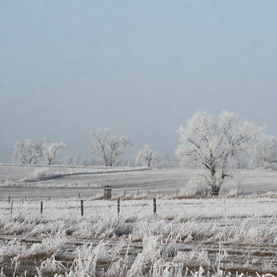 Frost-covered trees in snowy field