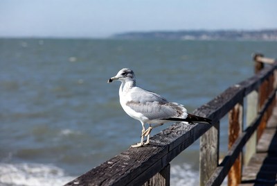Seagull standing on pier railing