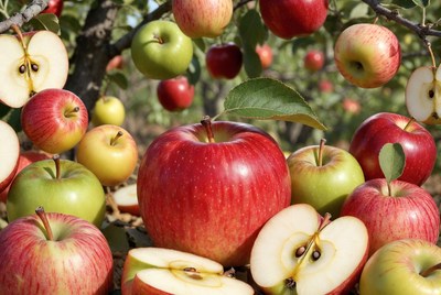 Fresh Red Green Apples on Tree