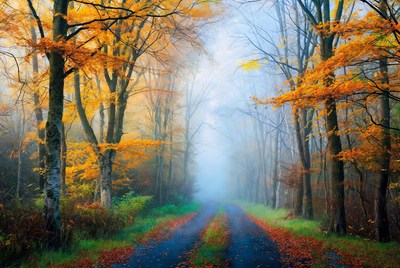 Misty Autumn Forest Path