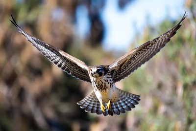 Red-tailed Hawk Flying in Flight