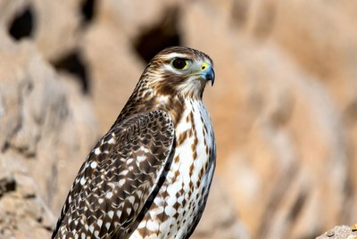 Red-tailed Hawk on Rock