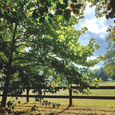 Green tree branches over wooden fence