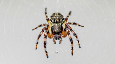 Spider on web with water droplet