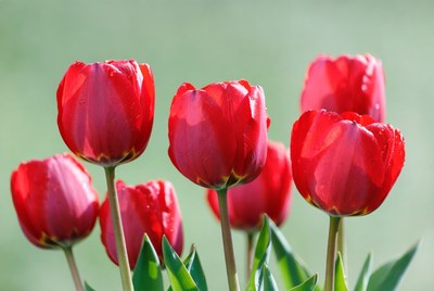 Red Tulips with Dew Drops