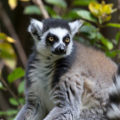 Ring-tailed lemur in green foliage