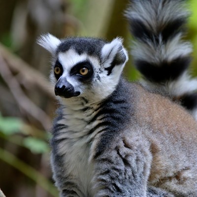 Ring-tailed lemur in jungle