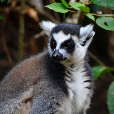 Ring-tailed lemur in jungle foliage