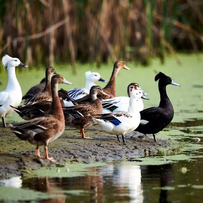 Group of ducks by water reeds