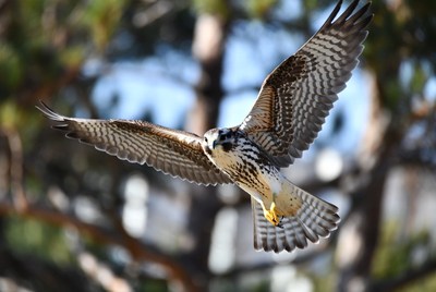 Harris Hawk Flying in Flight
