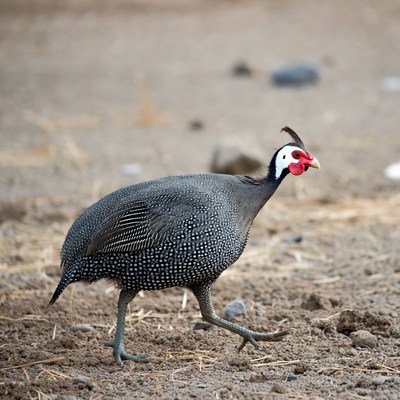 Guinea fowl walking on dirt ground