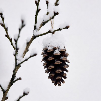 Snowy Pine Cone Ornament on Branch