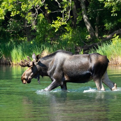 Moose wading in green river
