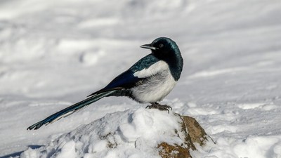 Magpie standing on snowy rock
