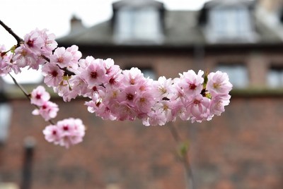 Pink Cherry Blossom Branch Against Brick Building