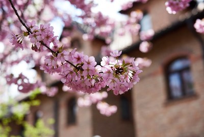 Pink Cherry Blossoms Against Brick Building