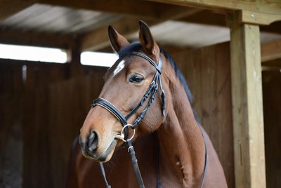 Bay horse with bridle in stable