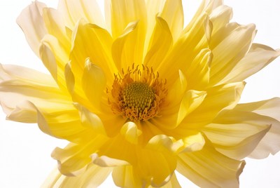Yellow Dahlia Flower Closeup