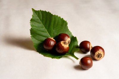 Chestnuts on Green Leaf