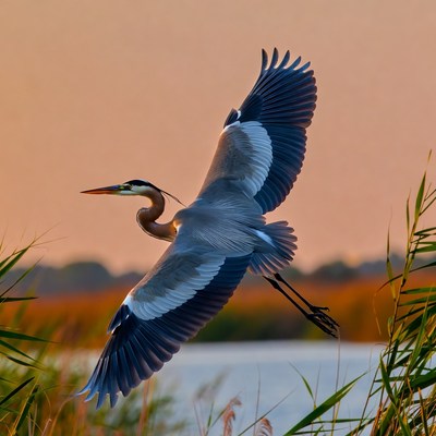Great Blue Heron Flying at Sunset