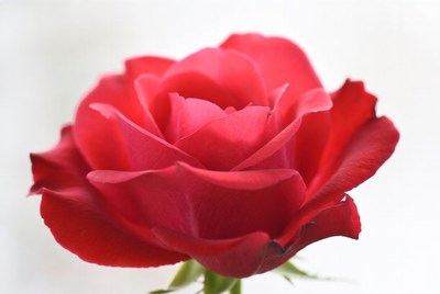 Red Rose on White Background