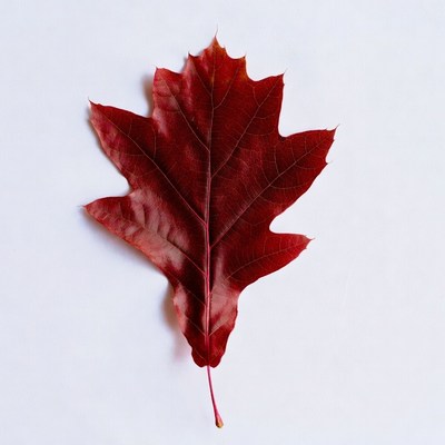 Red Maple Leaf on White