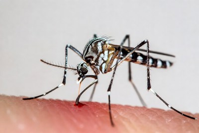 Mosquito biting human finger