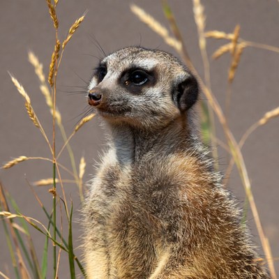 Meerkat standing in tall grass