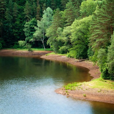 Serene Forest Lake Shoreline
