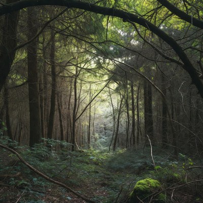 Sunlit Forest Path with Arched Branches