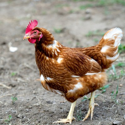 Brown hen standing in grass