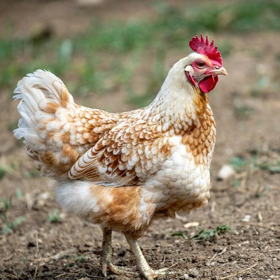 White hen with red comb standing