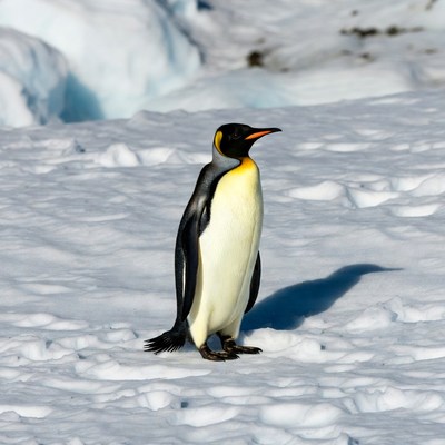 King Penguin Standing on Snow