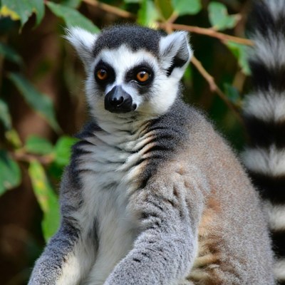 Ring-tailed lemur in green foliage