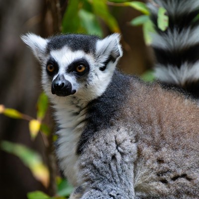 Ring-tailed lemur in green foliage