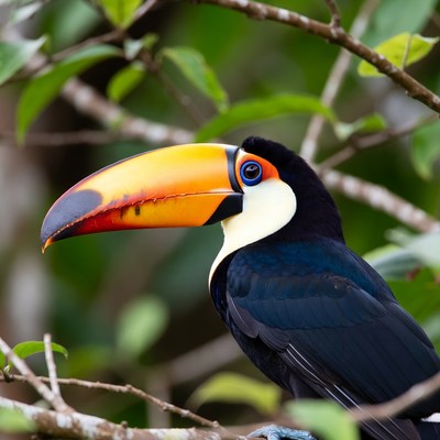 Colorful Toucan Perched on Branch