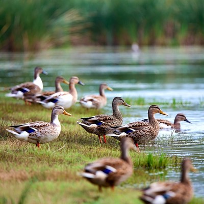 Group of Mallard Ducks by Water