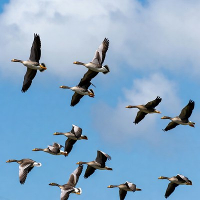 Flock of Canada Geese Flying