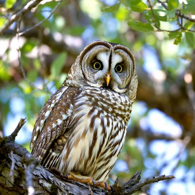 Barred Owl Perched on Tree Branch